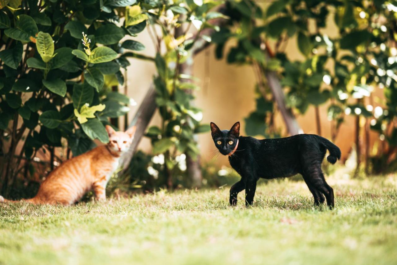 Bali Mynah Villas Resort ジンバラン エクステリア 写真